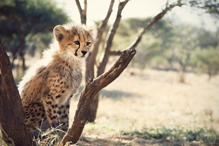 Детеныш гепарда с пятнистой расцветкой.