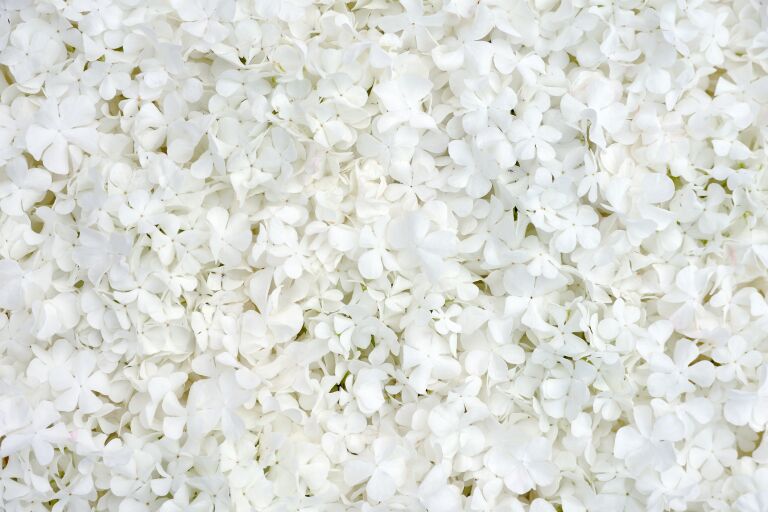 Белые цветки, символизирующие обновление кожи при пилинге TCA