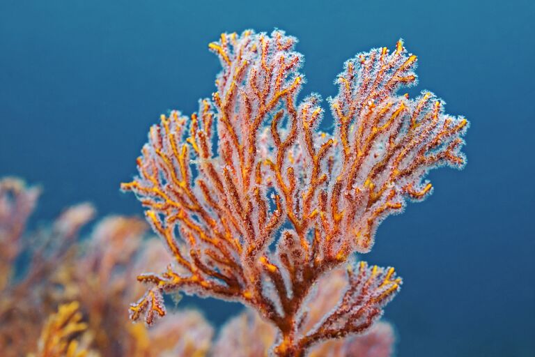 Розовые кораллы – материал для кораллового пилинга