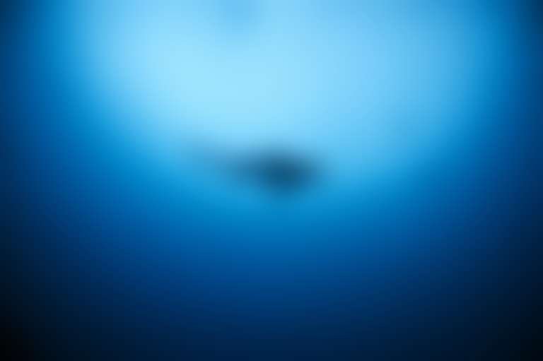 Глубоководная акула в воде, снятая снизу