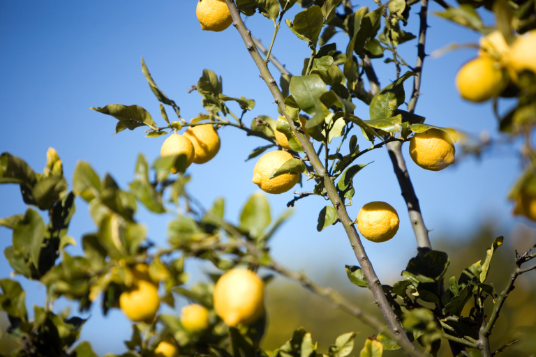 Лимонное дерево (лимон в косметике)